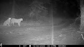 Cougar family at Night look close to see one rolling around in the background 1223 [upl. by Corson]