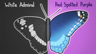 How two butterflies became one [upl. by Airotciv495]