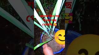 lemongrass plant viralpost2024 viralshorts reelviral follower [upl. by Ailemak]