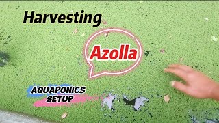 Harvesting azolla in aquaponics setup ningzleafygreens9070 [upl. by Hpejsoj]