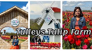 A Day Trip To Tulleys Tulip Farm Crawley England [upl. by Eltsyrhc18]