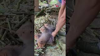 Bamboo rat feeding process [upl. by Nilyad]