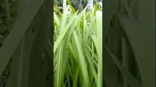 Cymbopogon citratus green plants [upl. by Iila]