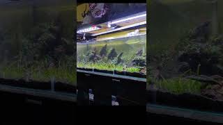 undergravel filter aquascape [upl. by Araz]