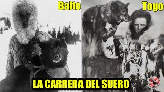 La Verdadera Historia de TOGO BALTO Y LA CARRERA DEL SUEROCompleta [upl. by Anaz609]