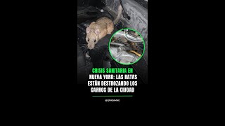 Crisis Sanitaria en Nueva York las ratas están destrozando los carros de la ciudad [upl. by Sirotek]