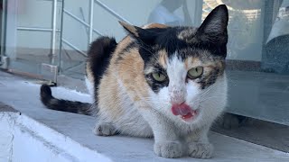 Caring for a Pregnant Street Cat Feeding thecatsworlds [upl. by Wahs982]