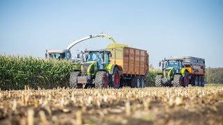 Mais silage 100 Claas and Renault  Loonwerken Tavernier [upl. by Kirshbaum]