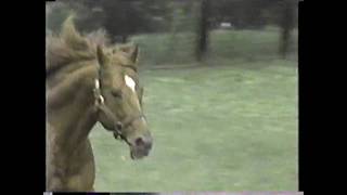 SECRETARIAT  Running From Within Click HD for best quality [upl. by Ibmat]