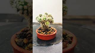 Mammillaria Vetula cactus bonsai suculentas gracilis [upl. by Zirkle]