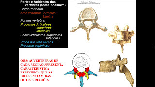 OSSOS DE TRONCO PARTE 2  CARACTERÍSTICAS VERTEBRAIS POR REGIÃO [upl. by Jeffers]