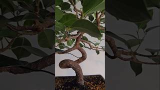 Ficus microcarpa Bonsai bonsai bonsaiwork bonsaitree epic minitree bonsaipot automobilepiano [upl. by Nicolea]