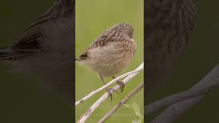 European Stonechat Fledgling shorts [upl. by Bently]