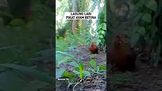 Pikat Ayam Betina ayamhutan [upl. by Kenimod]