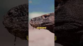 Conheça Mais Sobre os DRAGÕES De KOMODO 2 Curiosidades que VOCÊ Precisa Saber [upl. by Elyn974]