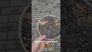 Karmnik Tomka Czas start 😍🐦‍⬛🐿 [upl. by Tracy]