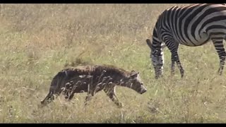 Hyena biting wildebeest in Ngorongoro Crater in Tanzania  PTXVI [upl. by Shererd]