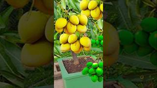 How to grow mango tree from mango branch with use aloevera in waterFlowers viralvideoシ garden [upl. by Liliane]