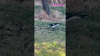 nature 7 magpies Magpie Lark Peewees [upl. by Atineb]