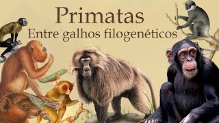 Radiação Adaptativa de Primatas por meio da Filogenia Primatologia [upl. by Ludvig]