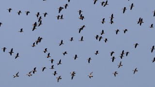 A Sky Full of Birds  4K [upl. by Noelopan]