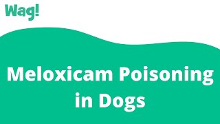 Meloxicam Poisoning in Dogs  Wag [upl. by Eyde]