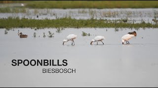 Foraging spoonbills [upl. by Dleifniw]