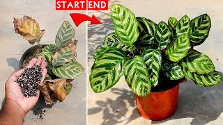 SEE How To SAVE a Dying Calathea Plant 100 Success [upl. by Wolgast]