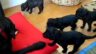 Barbet puppies learning quotNoquot [upl. by Ailev]