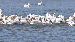 Migrating Pelicans  Coordinated Feeding  Tulsa Ok  Riverparks Trail [upl. by Gabby664]