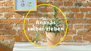 Ananas selber ziehen So einfach gehts [upl. by Arty385]