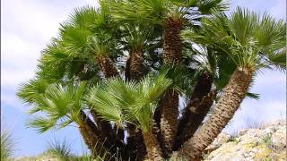 Chamaerops humilis [upl. by Noslen]