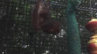 Little Red FlyingFox does bigwings in the aviary this is Maddy [upl. by Aleetha]