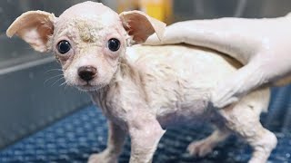 Hairless puppy abandoned because ugly  Then an incredible transformation  Animal Rescue [upl. by Clarita]