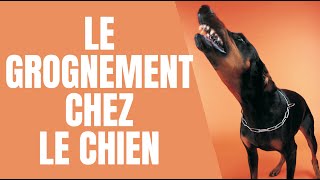 COMPORTEMENT DU CHIEN  LE GROGNEMENT  Pourquoi mon chien grognetil [upl. by Sherrod]