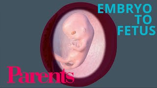 Embryo to Fetus Weeks 912 of Pregnancy  Parents [upl. by Einnej]