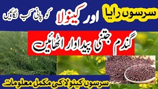 Sarso Raya Canola ko Pani kb lgany mustard canola irrigation system سرسوں کینولا کو پانی کب لگائیں [upl. by Ailhat268]