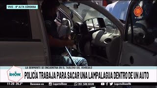 Policía trabaja para sacar una lampalagua de un auto [upl. by Latsyrc]