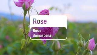 doTERRA Rose Translated Subtitles [upl. by Gerald]