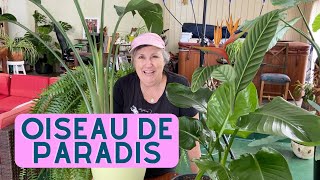 Comment soccuper de la plante Oiseau de paradis  capsule horticole [upl. by Jews]