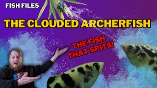 Freshwater Archerfish EVERYTHING you need to know Complete care guide [upl. by Ehcropal710]