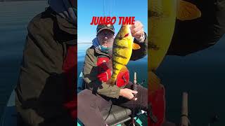 Jumbo Perch goearlygoprepared striker perch fishing kayakfishing shorts fish oldtownkayak [upl. by Hsetih]