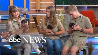 Crikey Its the Irwins on GMA Day with Quilly Nelson and a huge python [upl. by Mccutcheon341]