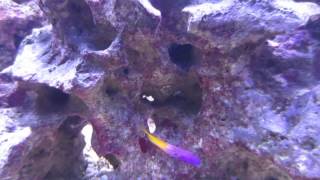 Bicolor Blenny vs Royal Gramma [upl. by Elleiad824]