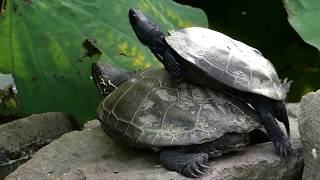 Chinese Pond Turtles Piggyback クサガメ：親亀の上に子亀を乗せて？ [upl. by Esertak]