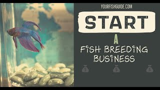 How To Start A Fish Breeding Business [upl. by Netnerb847]