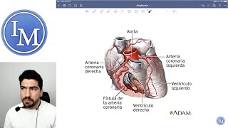 Anatomía  Sistema Cardiovascular  Inductivo a la Facultad de Medicina [upl. by Dilks299]