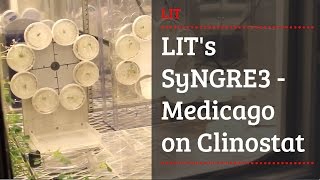 LITs SyNGRE3  Medicago on Clinostat [upl. by Nedaj858]