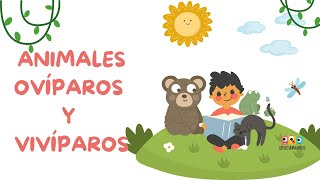 Animales ovíparos y vivíparos para niños de preescolar  EducaMundo [upl. by Rapsac228]