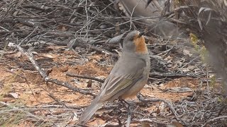 Red Lored Whistler Pachycephala rufogularis HD Video clip 11 Tim Siggs ABVC [upl. by Seafowl]